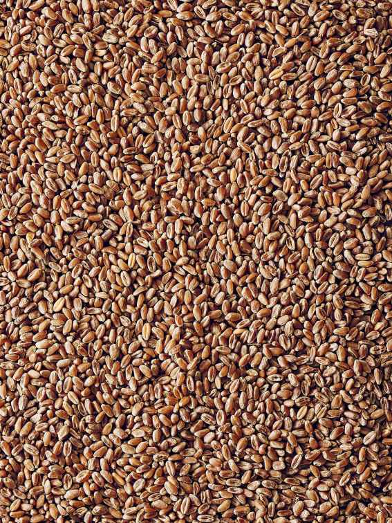 Wheat Berries