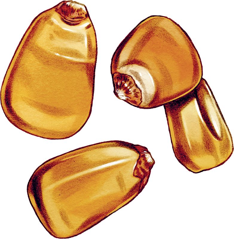 Corn kernels