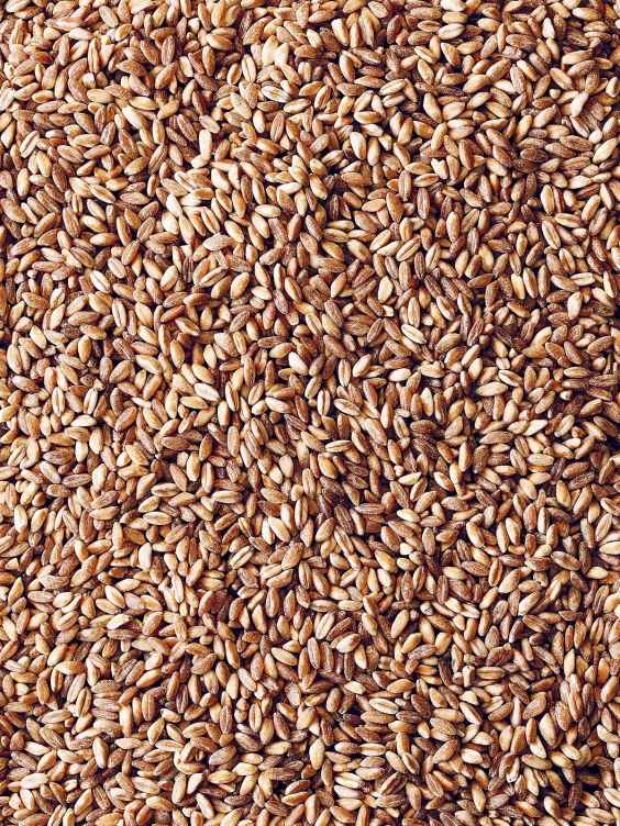 Farro