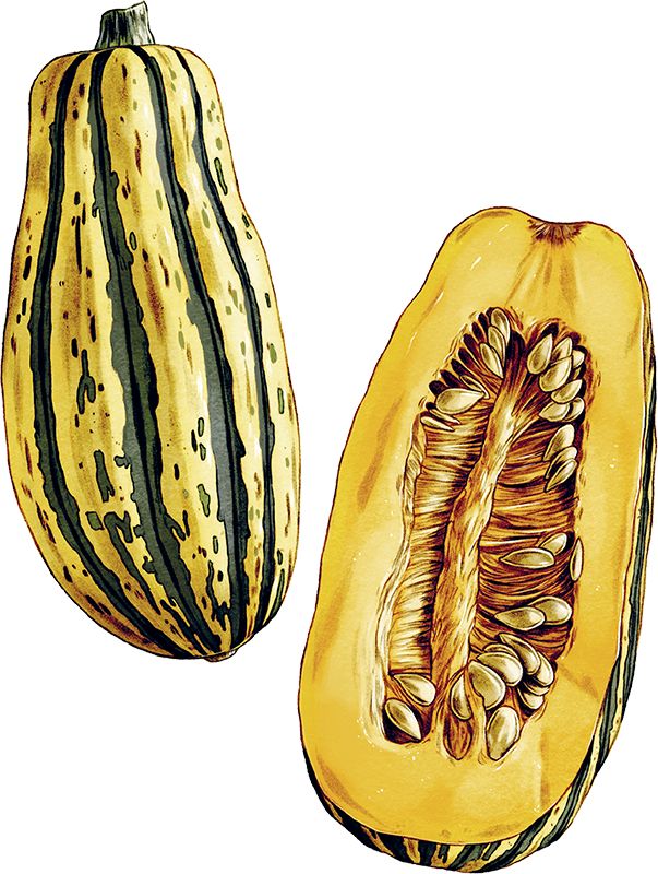 Delicata squash