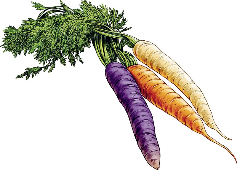 Three carrots