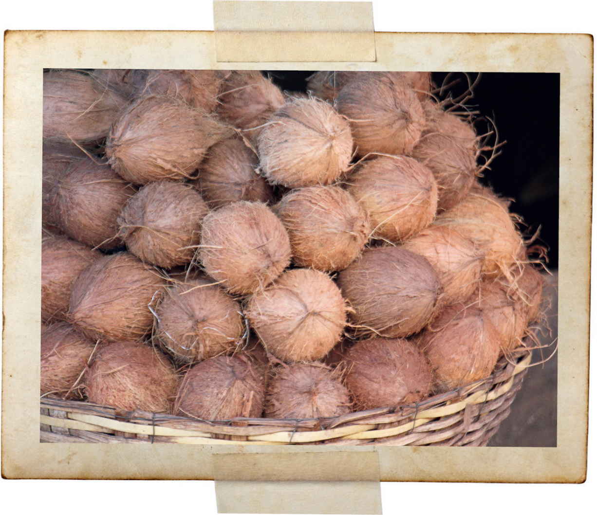 Coconuts in a Mysore market, South Karnataka