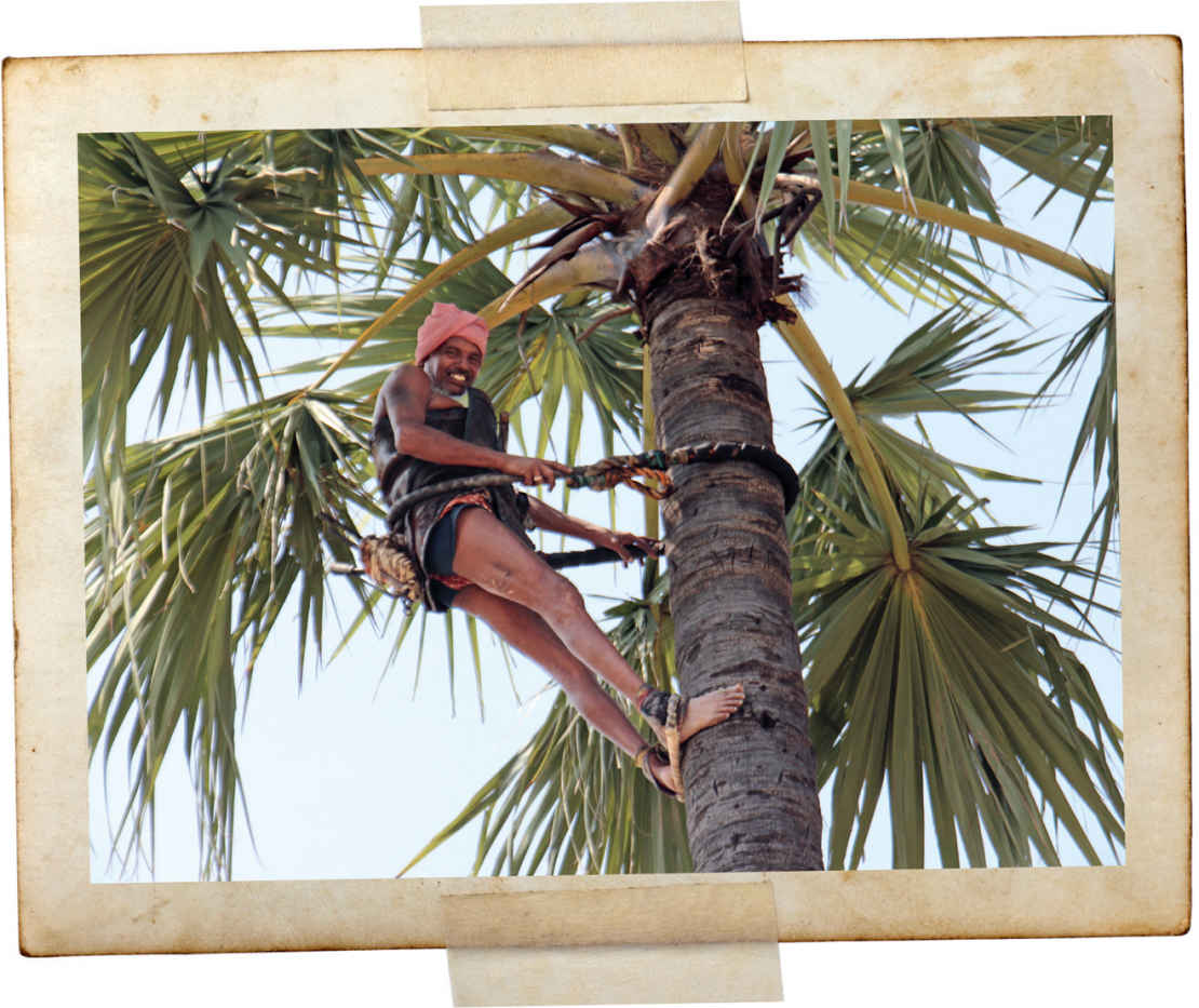 A toddy tapper in Andhra Pradesh